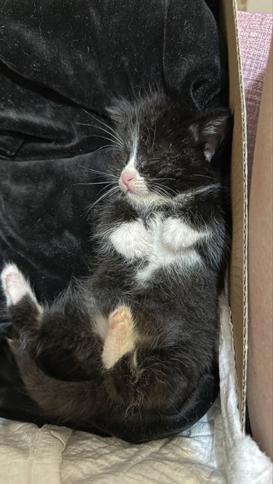 Котенок ищет дом