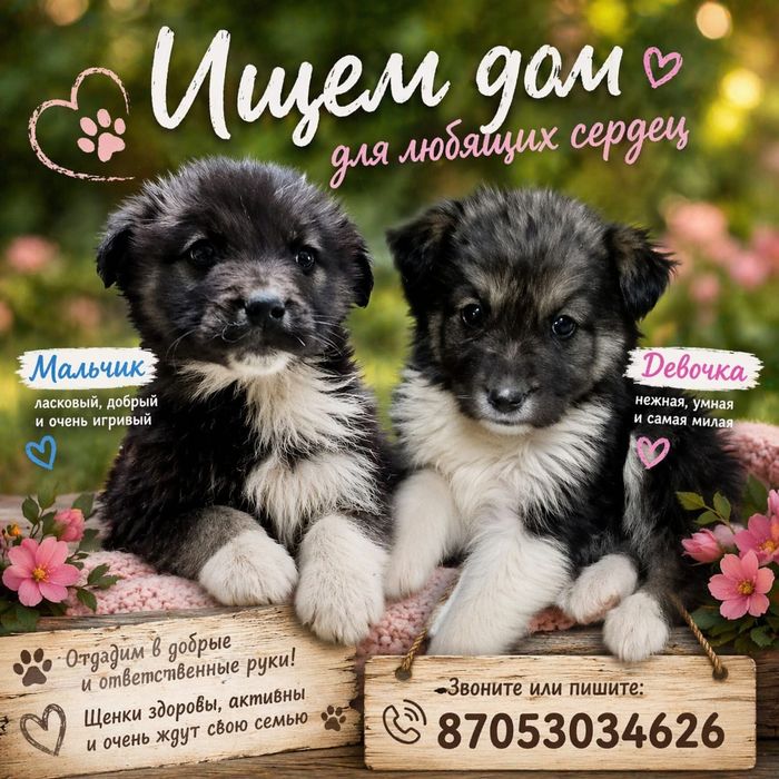 Щенки ищут семью
