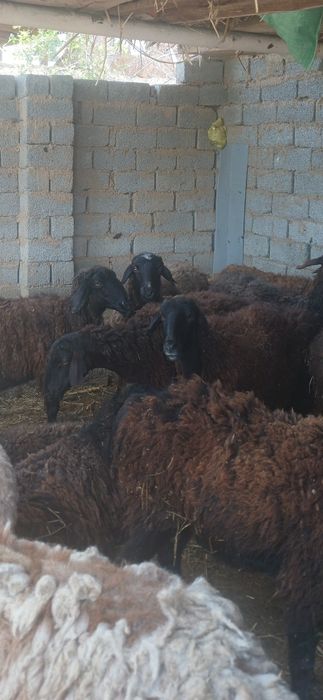 Bogʻoz qoyla sotiladi