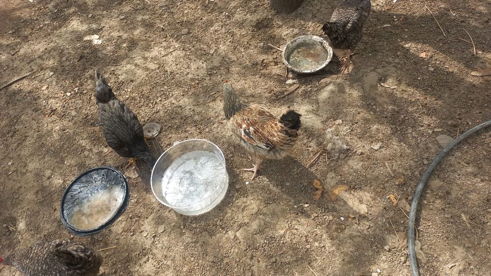 Курицы продаются