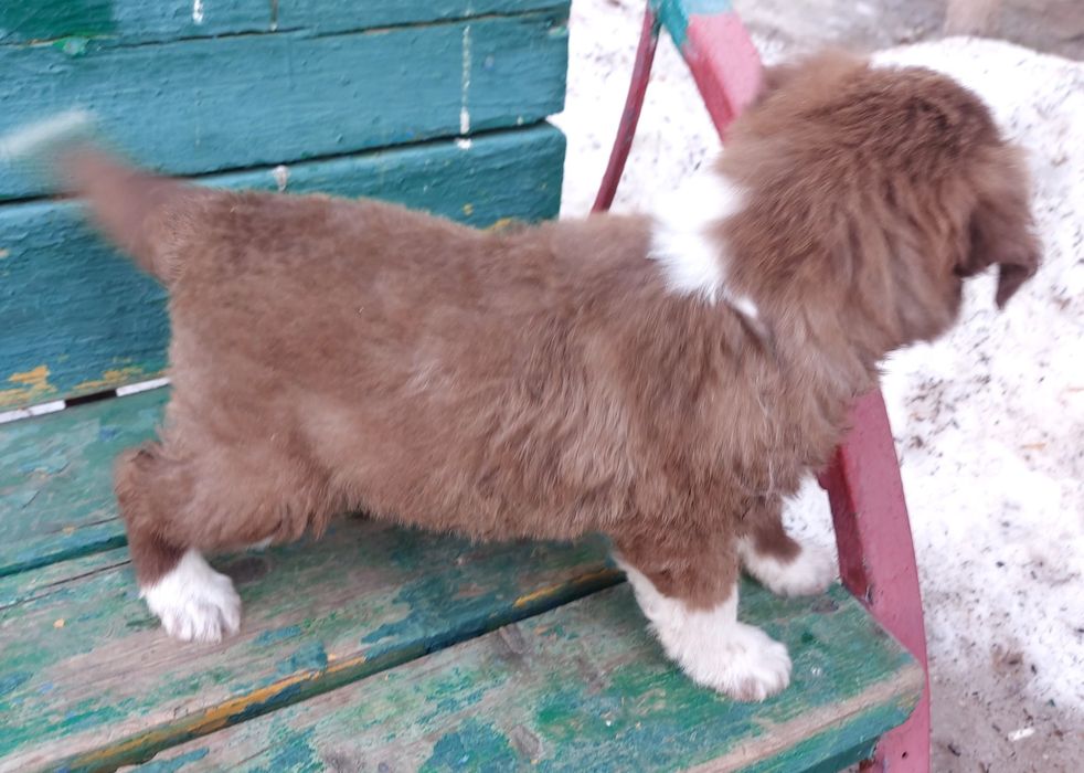 Голубоглазая Девочка в добрые руки