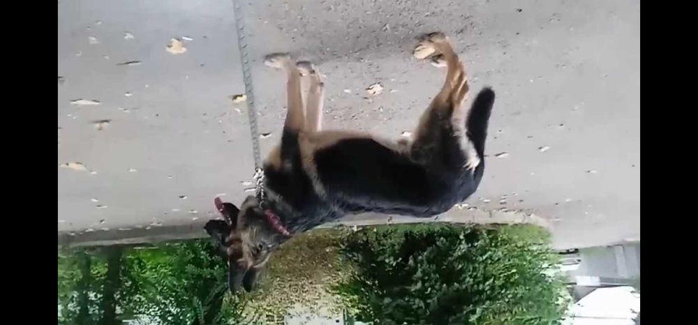 Продам щенка немецкой овчарки