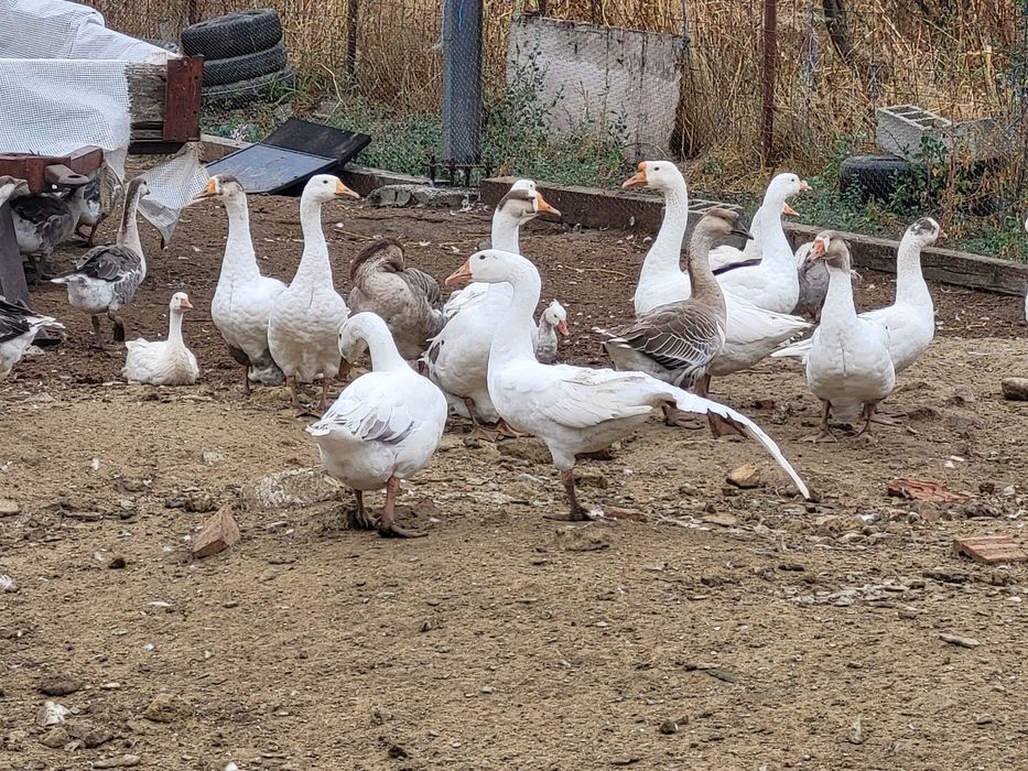 Gate de vanzare la alegere 100 lei buc