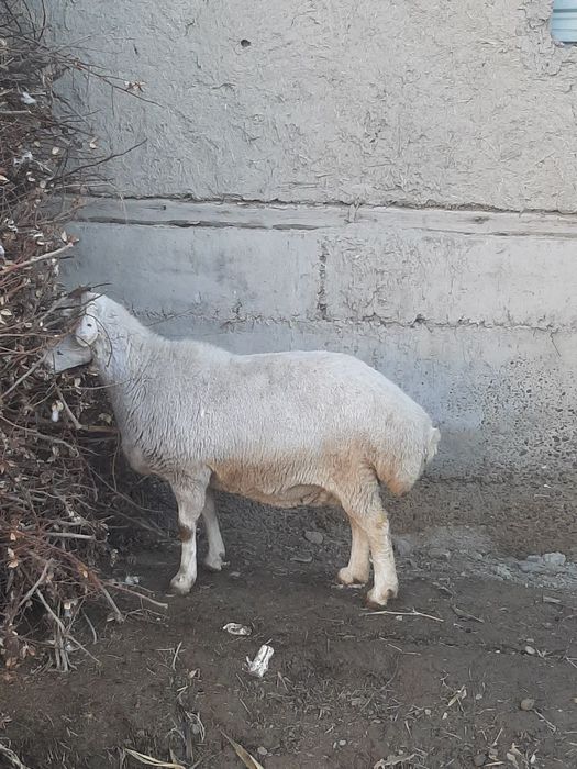 Зотлик куй сотилади буг'оз