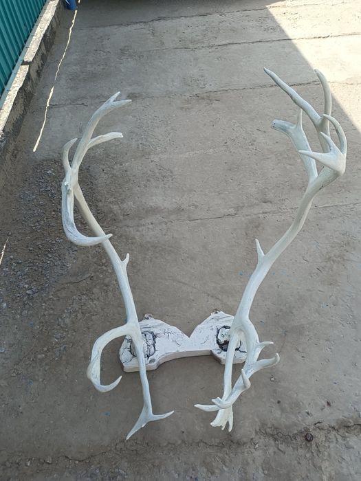 Бугы муйызи Жер уйге