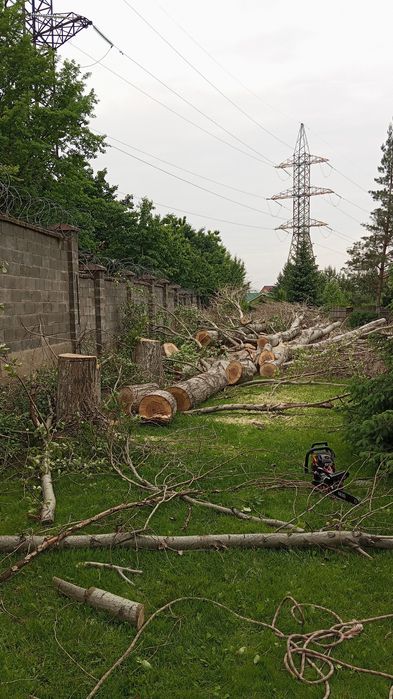 Спил распил деревьев обрезка плодовых деревьев