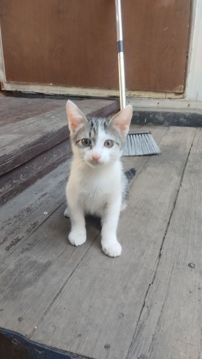 Отдам кота и кошечку