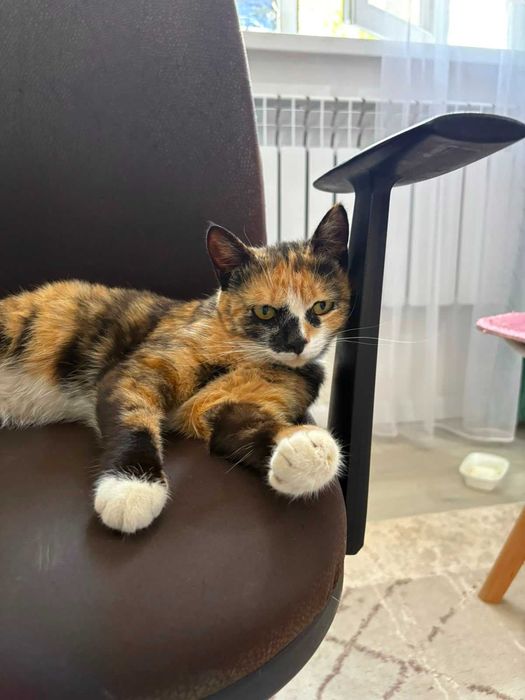 Стерилизованная КОШКА