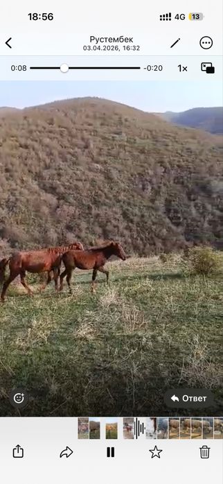 3 ұрғашы тай сатылады