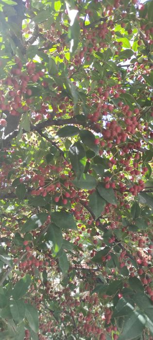 Хваджо , свежий урожай этого года / 100гр/  произрастает в Ташобласти