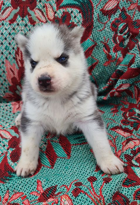 Продам щенков сибирской хаски.