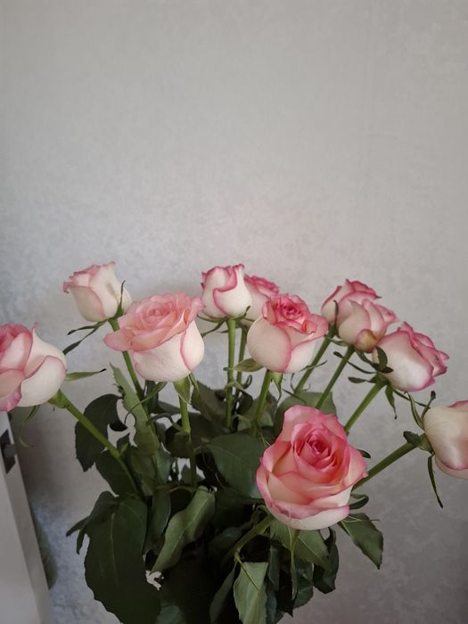 Продам цветы свежие розы