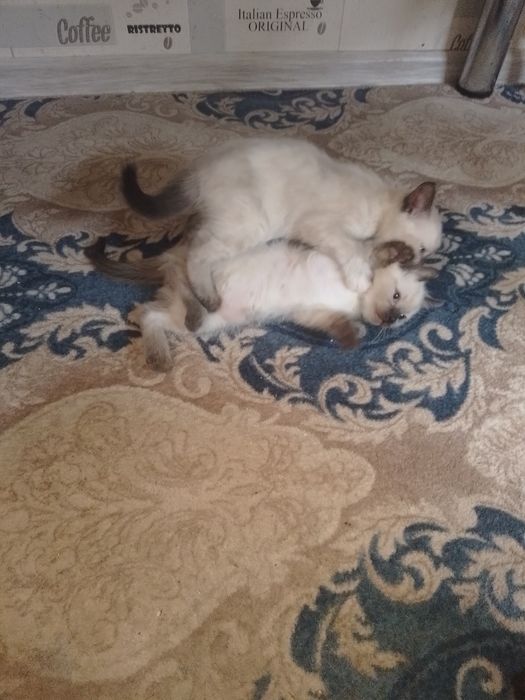 Отдам котят в добрые руки