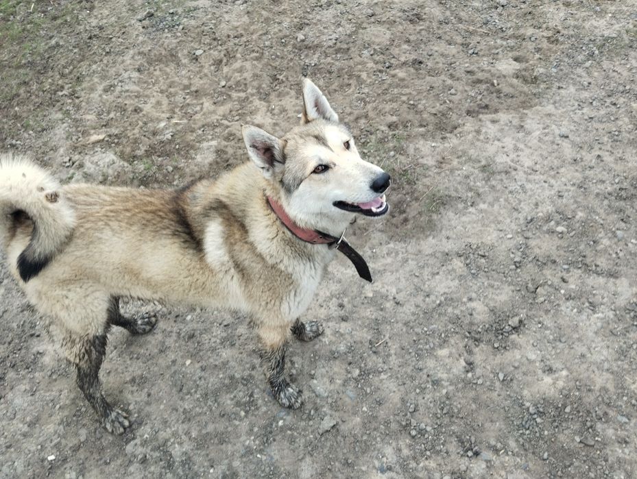 Лайка кабель рабочий продам