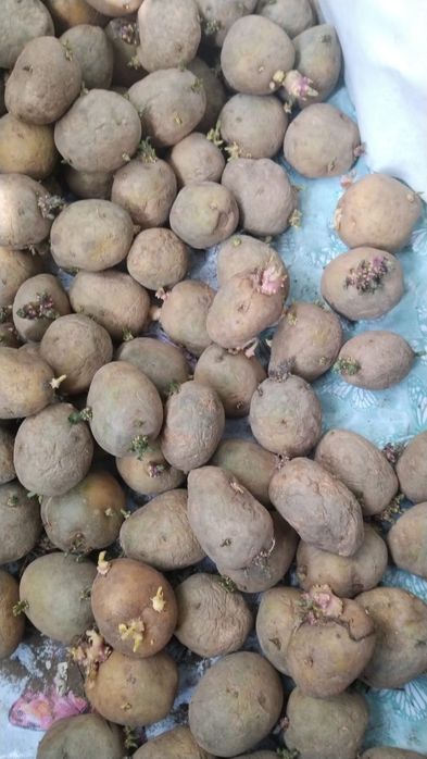 Семянной картофель