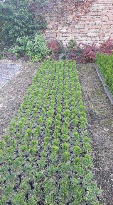 ТУЯ ДАНИКА(Кълбовидна)Промоция!!!