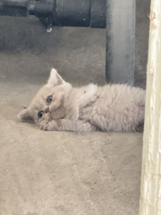 Mushukchalar srochno sotiladi scottish strayt (скотиш страйт)