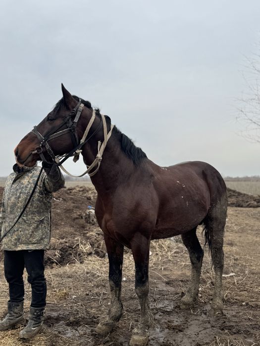 Айғыр,ат,лошадь,жеребець