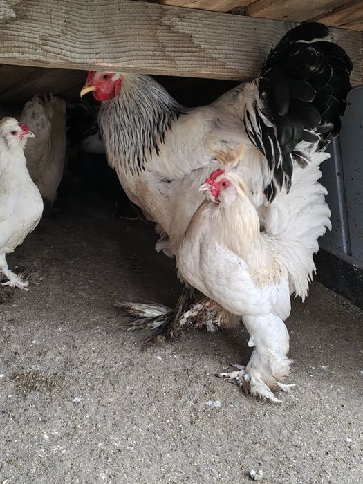 Яйца от струмски бантам и петли