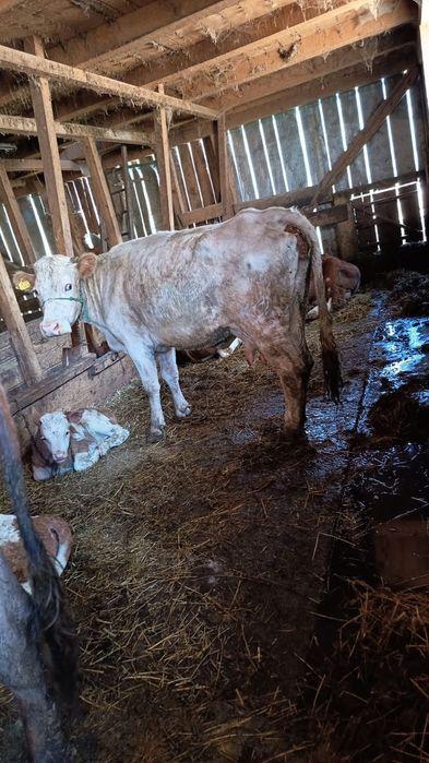 Taur si vaca de abator