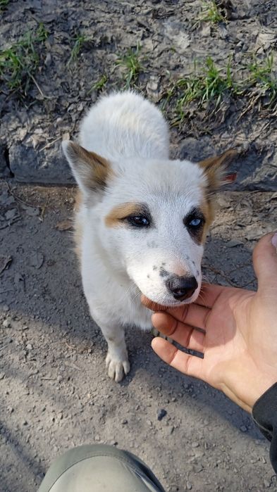 Найден щенок в районе пожарки.