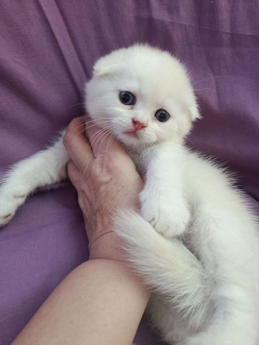 Продаются котята серебристые шиншиллы