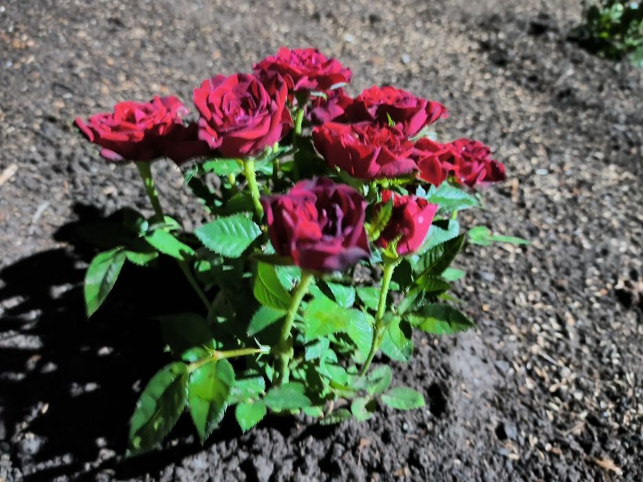 Продава се Къща в Враца, Квартал 103 - 90 кв.м за 234 €/кв.м - Снимка #21