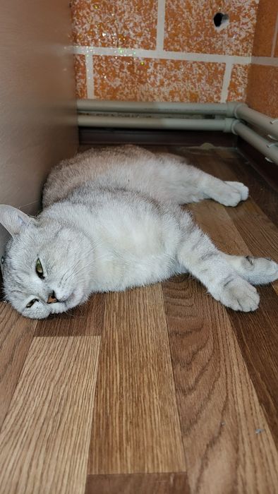 Кот, котёнок, кошка, Британец, порода.