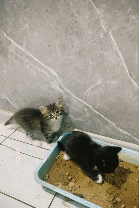 Продается котёнок девочка