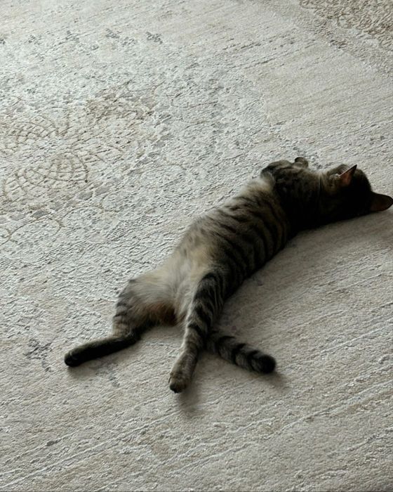 Кошка в добрые руки