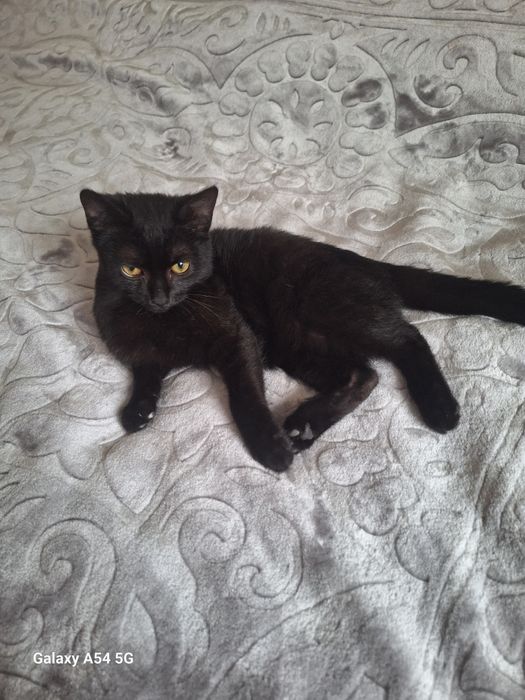 Отдам котёнка (мальчик)