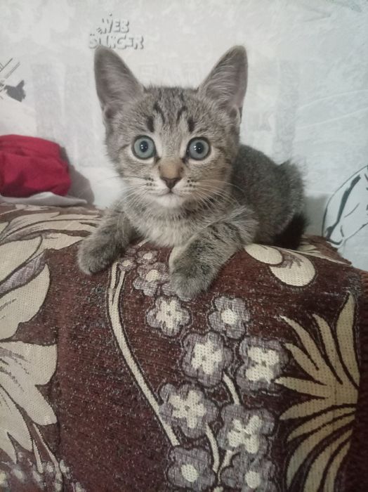 Отдам котёнка в добрые руки