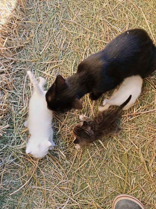 Котята в добрые руки бесплатно