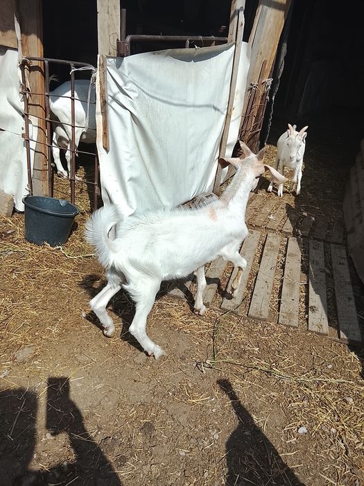Продам козликов на племя.