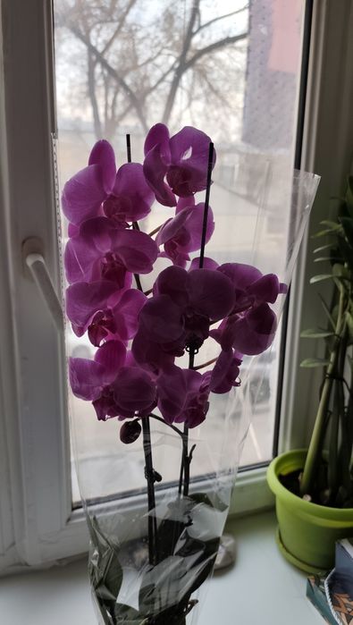 Цветы фаленопсис 60см