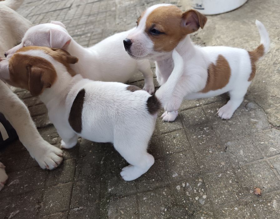 Джак Ръсел Териер