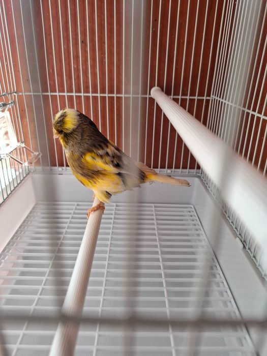 Норвичская канарейка