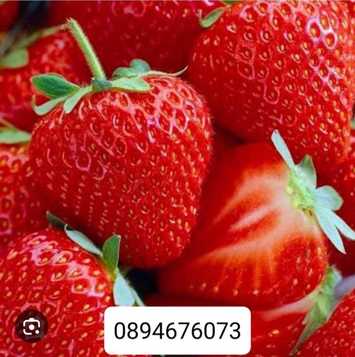 Продавам разсад ягоди