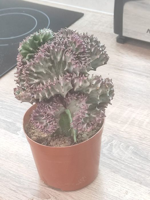 Комнатные растения,