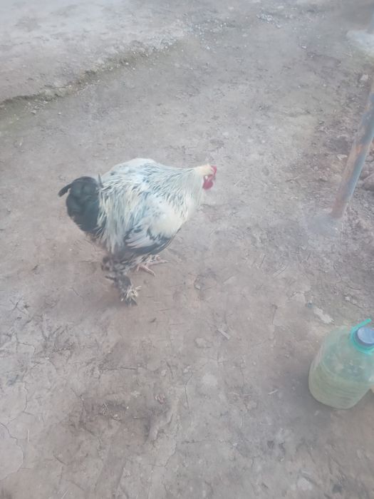 Брама Хуроз сотилади соглом