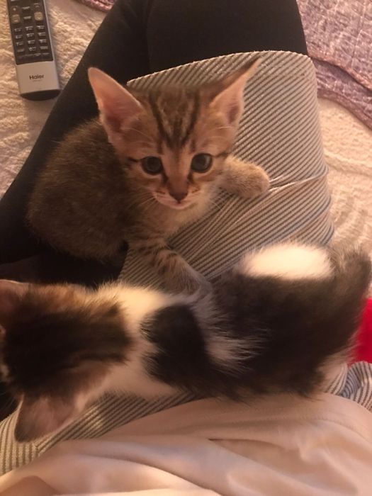 Отдам Котиков в добрые руки