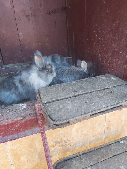 Vand iepurasi cap de leu