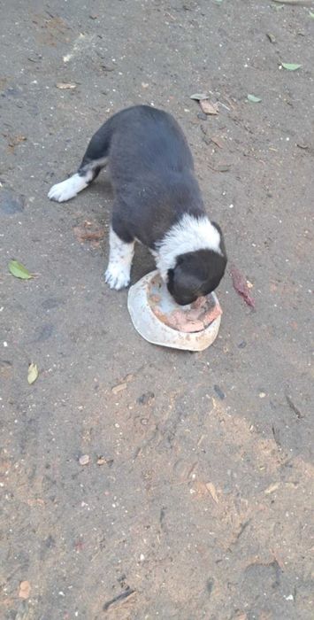 СПЕШНО подарявам кучета