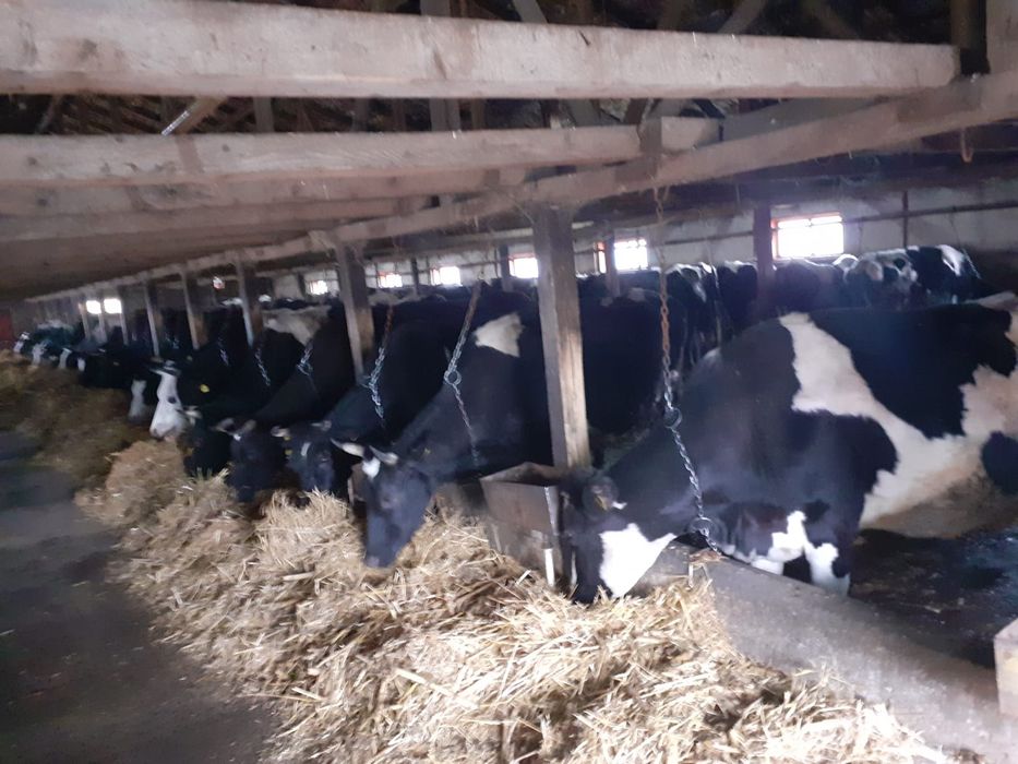 Vand 10 vaci fatate si gestante înscrise în Cop