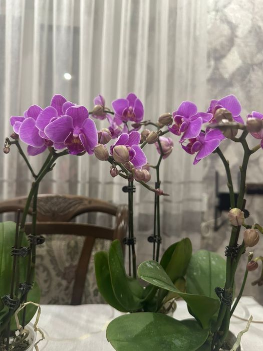 Шикарная орхидея фаленопсис