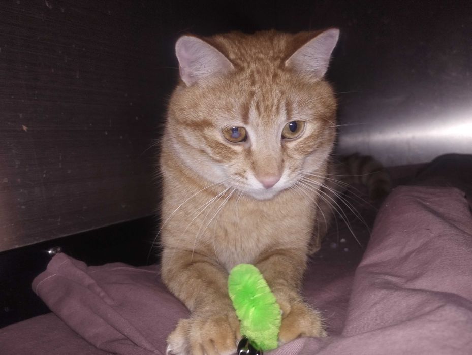 Коте на годинка спешно търси дом