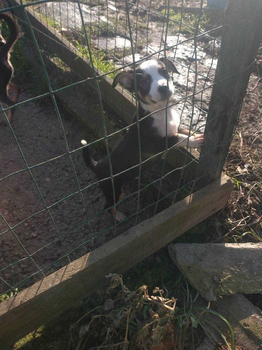 Продават се пинчери смесени с чихуахуа