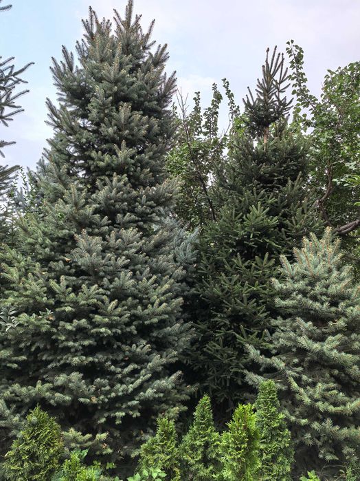 Продаются шикарные елки