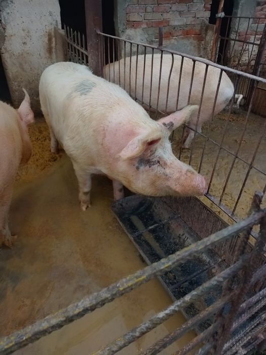 Продавам нерес.с.Русокастро.