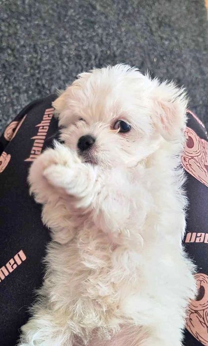 Bichon mini toy